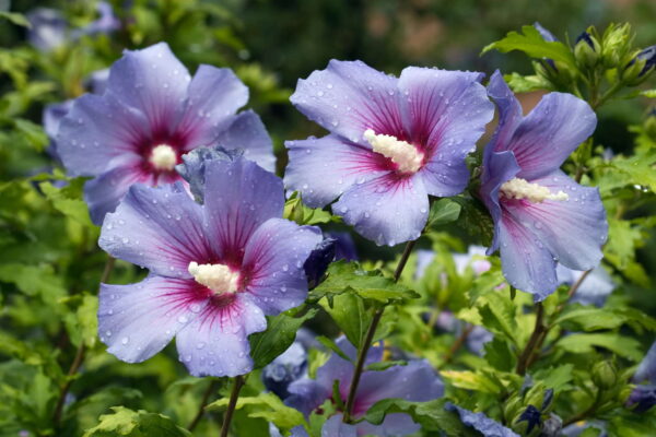 Hibiskus